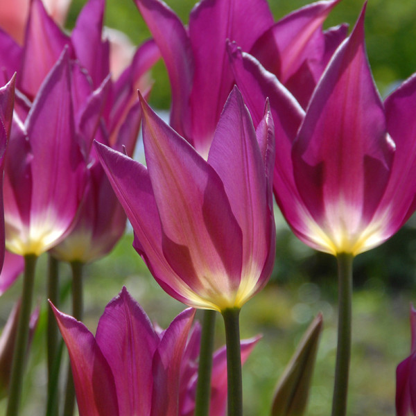 Tulipe Purple Dream