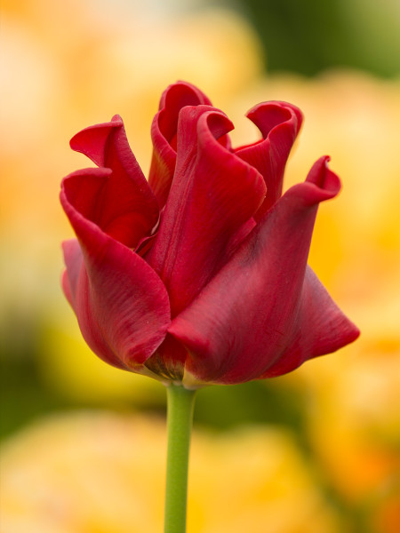 Tulipe Red Dress