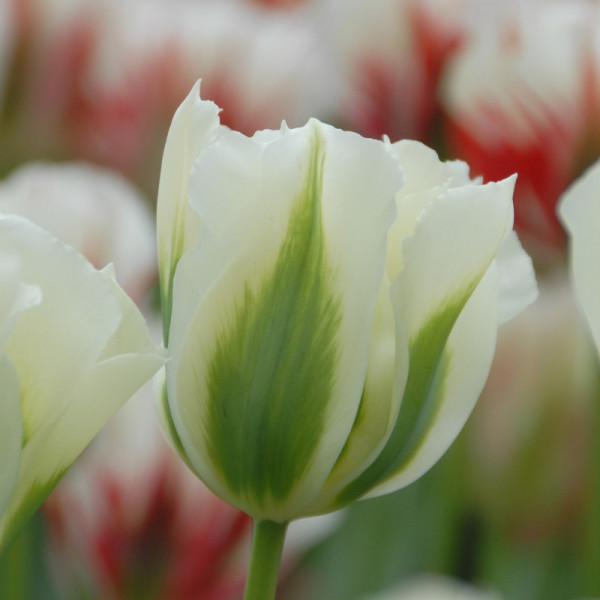 Emballage XL Tulipe Spring Green