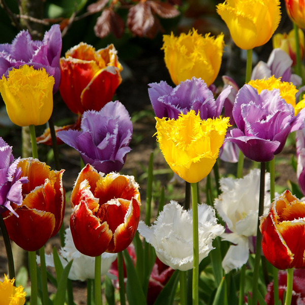 Tulipes frangés collection