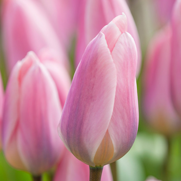 Tulipe Light and Dreamy