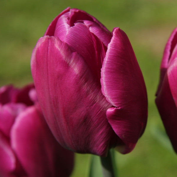 Tulipe Purple Prince