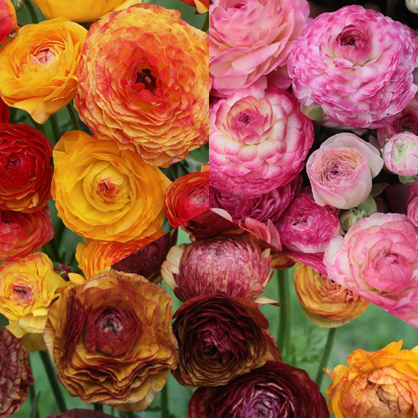 Bulbes collection "Ranunculus picotee"