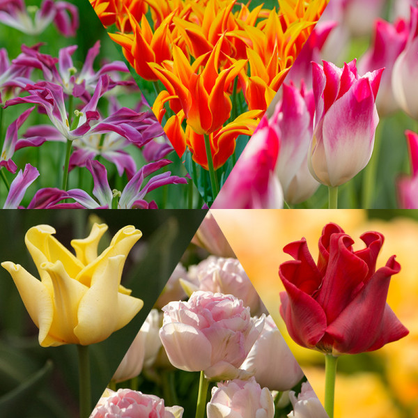 Tony's tulipes collection "Let's Dance"