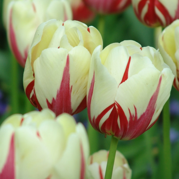 Tulipe World Expression