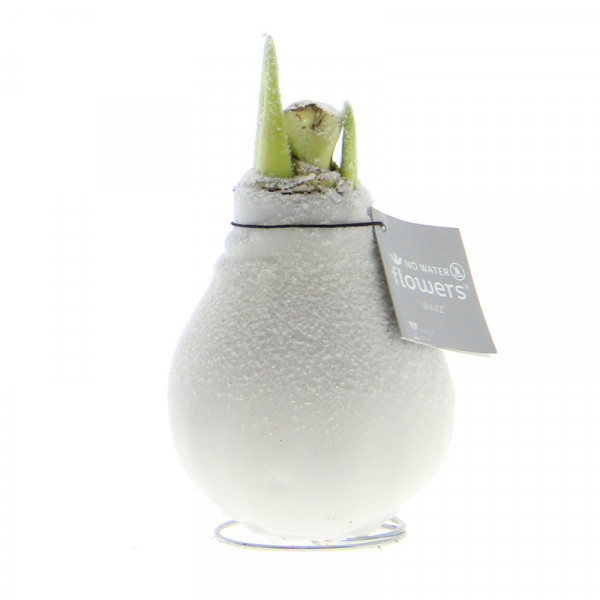 Wax Amaryllis Blanc avec neige avec fleur blanche