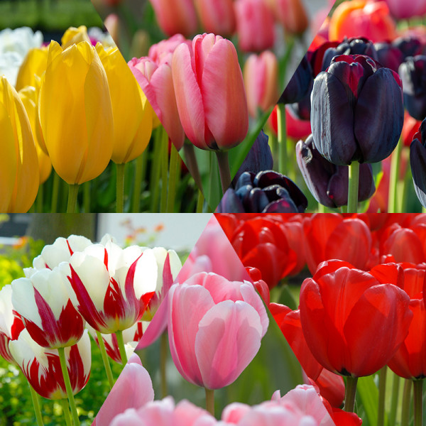 Tulipes collection "Flower Classics"